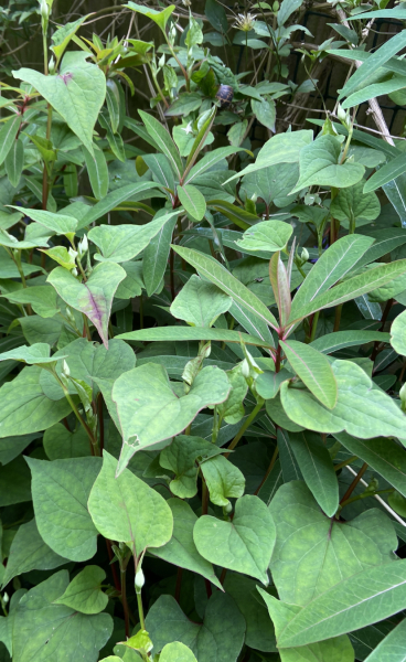 Is this a dangerous plant/any ideas on what it is?
