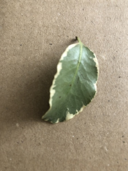 Small tall tree - what is it?