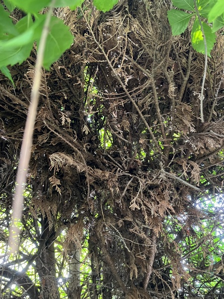 Please help me fix up the garden