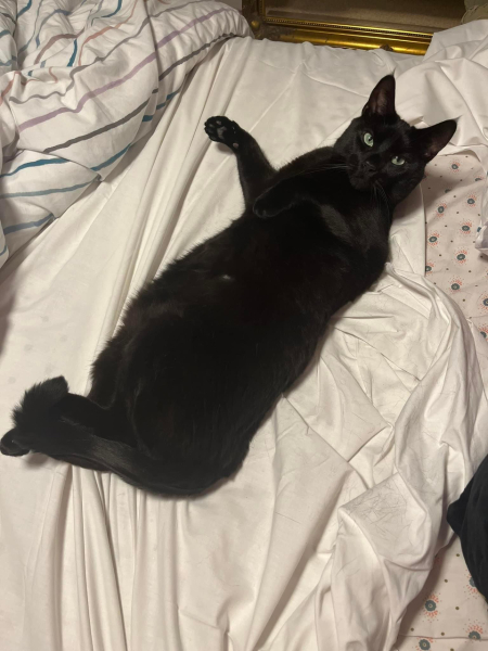 Just been told my cat is overweight