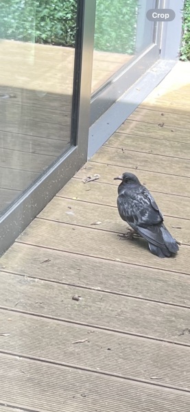 Distressed Bird (possible pidgeon)