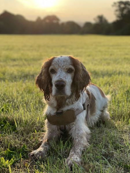 Share Your Dog Stories and Photos! 🐾 Chance to Win £100!
