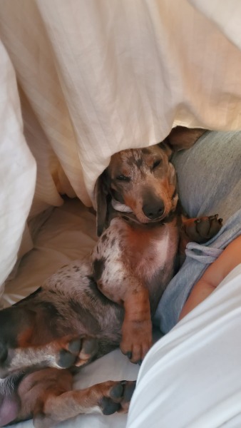 Tell me the best thing/s about having a dog