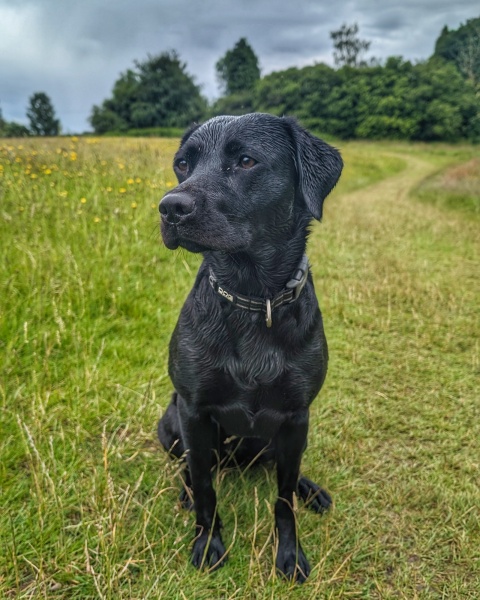 Puppy Survival Thread for New and Old Pups - Spring is around the corner!