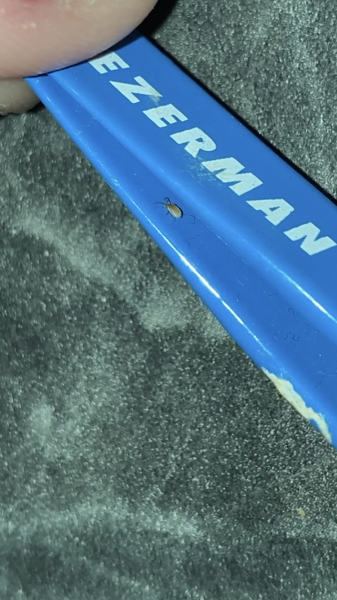 What bug is this please