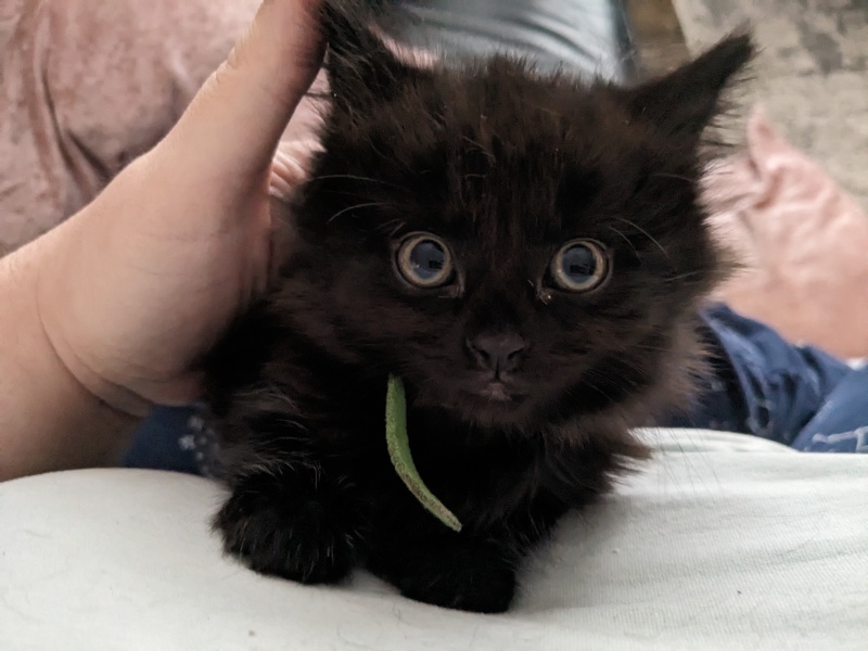 Foster and brand new babies