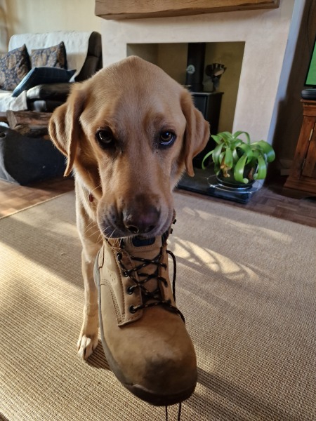 Having a dog as a guest