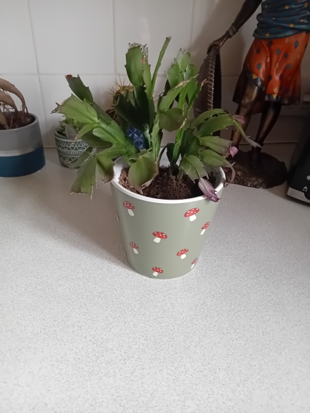Does this house plant seem ok?