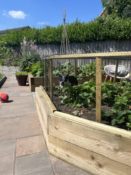What have you done in the garden today? Part 5