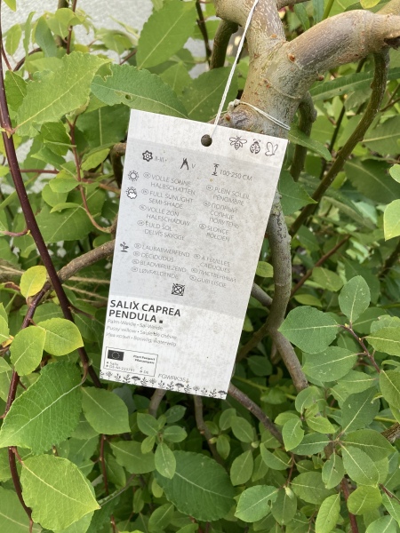 Pussy willow advice