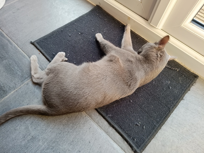 Thread 48 - Sunak - Capsized on the Ship of Lies