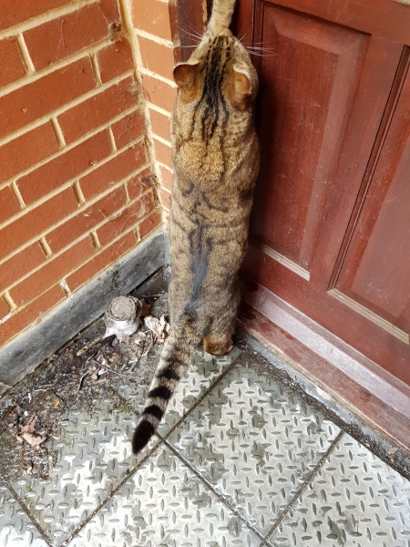 The One where TC moved to Scotland and joined the Excellent Cats