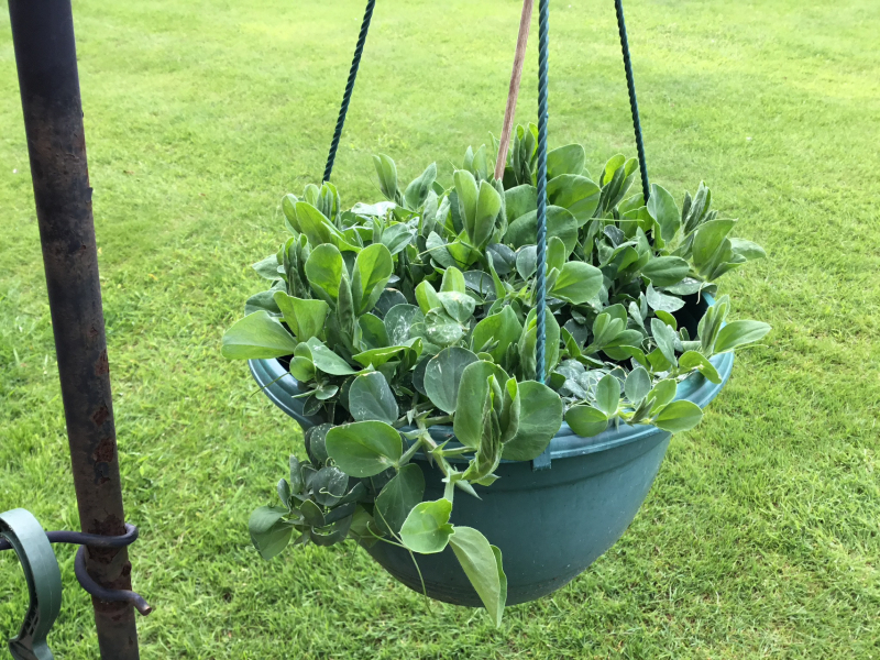 Plant identification app