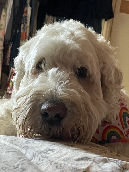 Does your pet have 'a person'