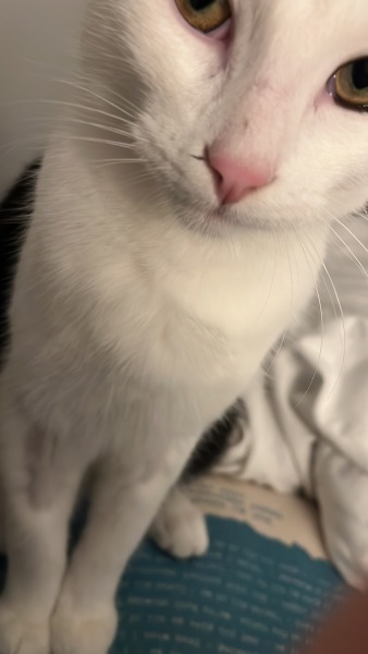 Shall we have a pet thread? Something nice for over the weekend 😁