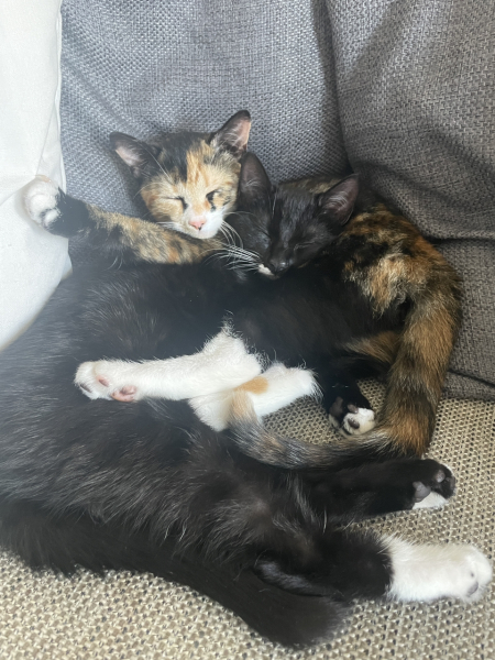 Bonded sisters hate each other after vets