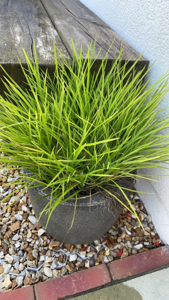 What is this plant?