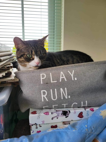 Thread 51 Sunak: A William Hill to die on