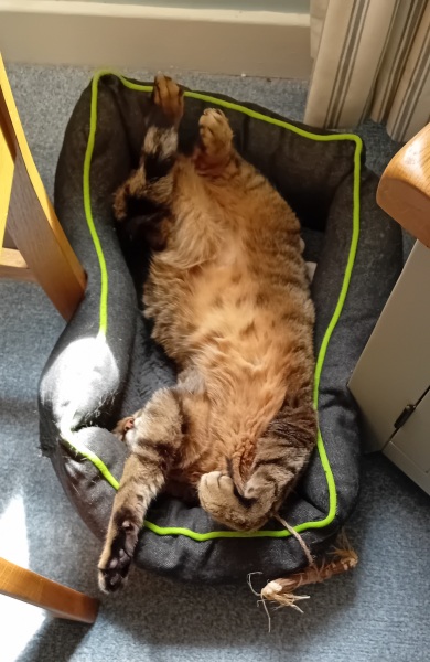 The One where TC moved to Scotland and joined the Excellent Cats