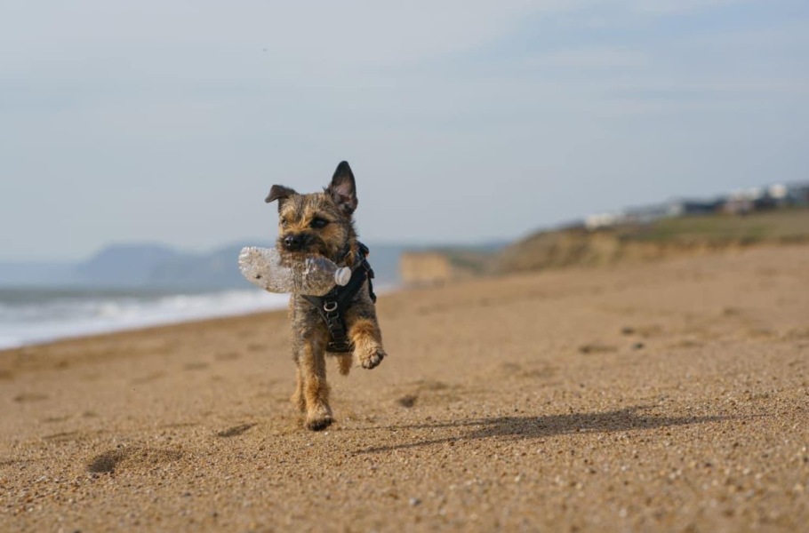 Mini Schanuzer v Border Terrier