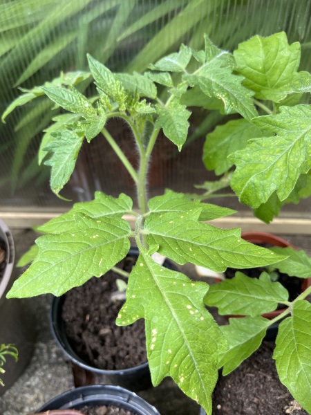 Spots on tomato leaves?