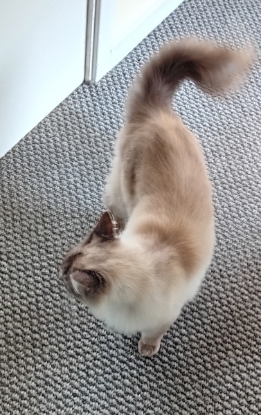 The One where TC moved to Scotland and joined the Excellent Cats