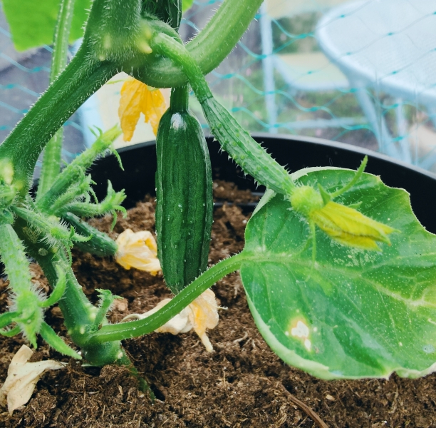 The Vegetable Patch 2024/2025