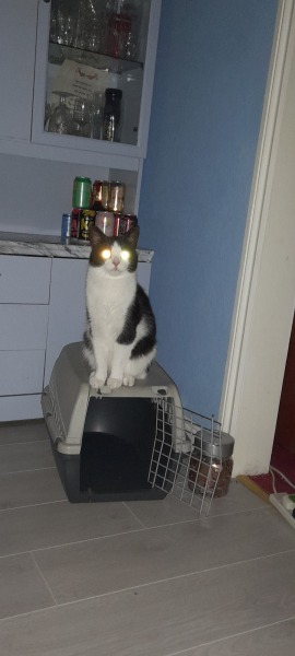Do you have .... In your home?