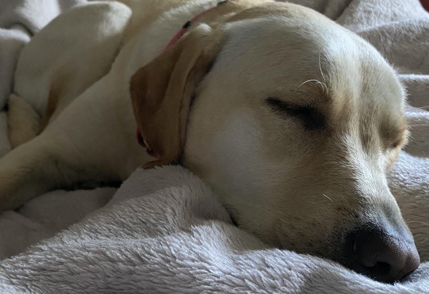 Rehoming our dog and telling children