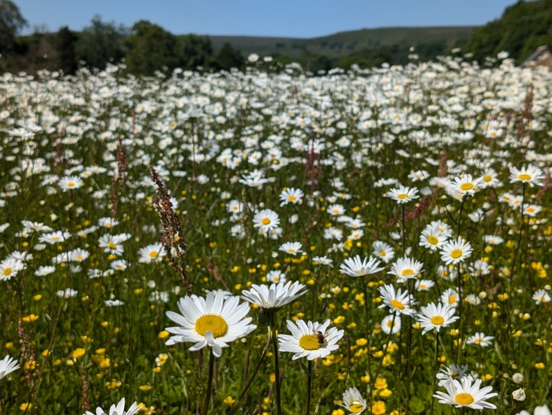 Stage 4 cancer... ? incurable? Thread #2 is here.  In memory of our inspiring, lovely mowly77