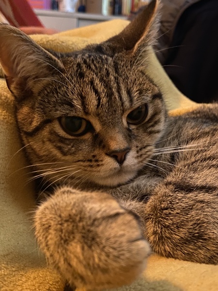 Do you speak 'cat'?