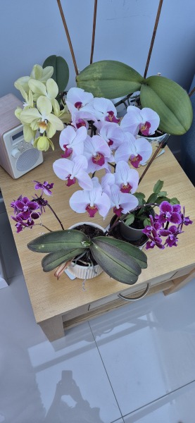 Suggest some lovely indoor plants please