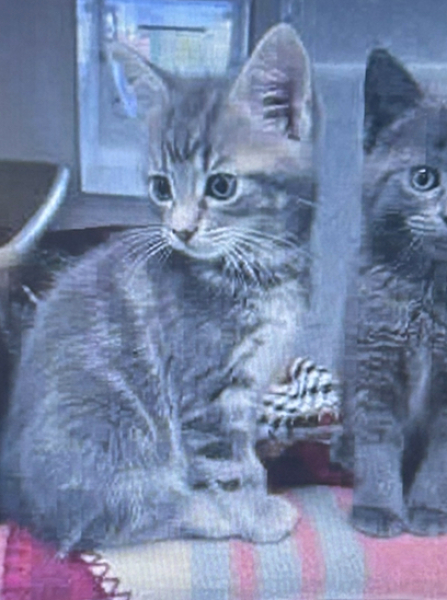 Adopting a silver/blue tabby kitten. Name ideas?!