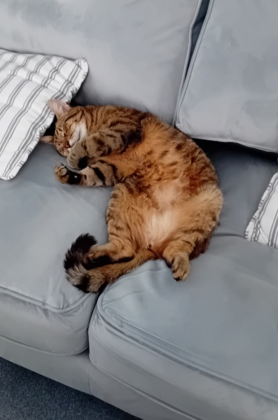 The One where TC moved to Scotland and joined the Excellent Cats