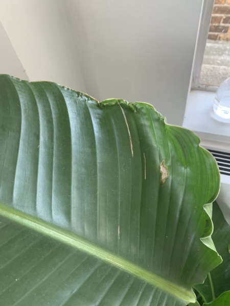 Bird of Paradise Trouble