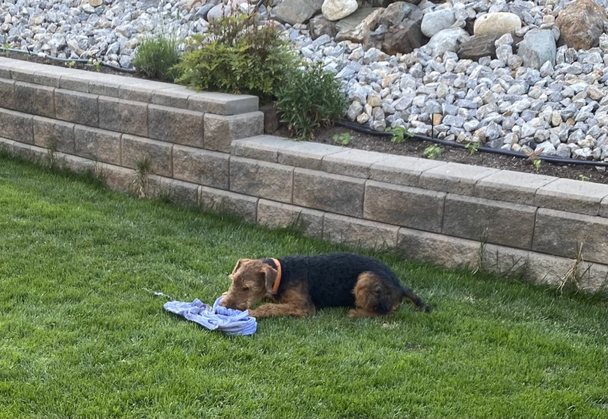 Puppy Survival Thread for New and Old Pups - Spring is around the corner!