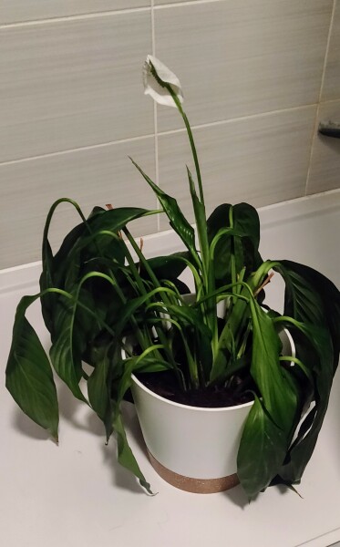 Peace lily
