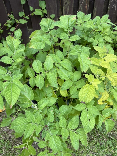 Harvesting potatoes