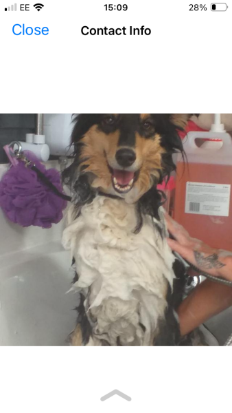 Share Your Dog Stories and Photos! 🐾 Chance to Win £100!