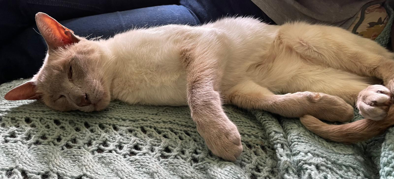 Thread 51 Sunak: A William Hill to die on