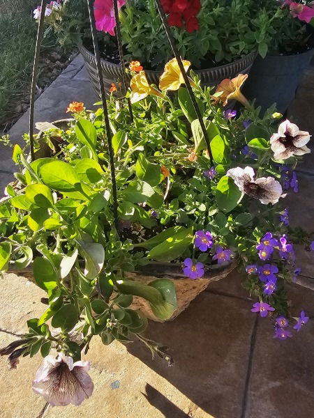 Sunshine, Flowers & Weddings ~ June Flylady thread