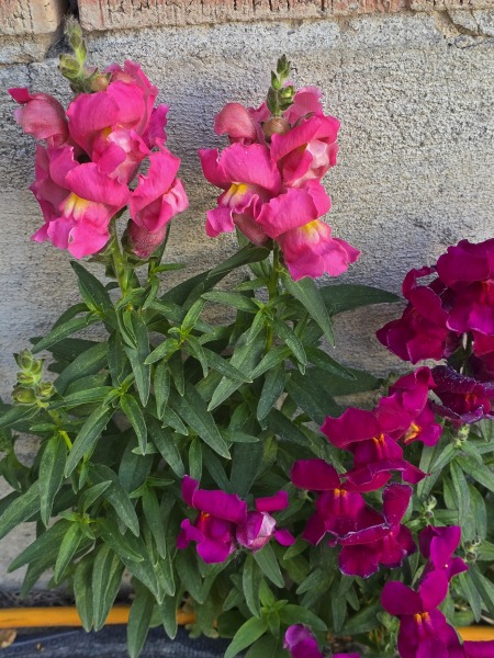 Sunshine, Flowers & Weddings ~ June Flylady thread