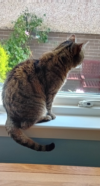 The One where TC moved to Scotland and joined the Excellent Cats