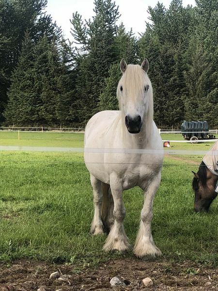 Any Highland Pony people on here?