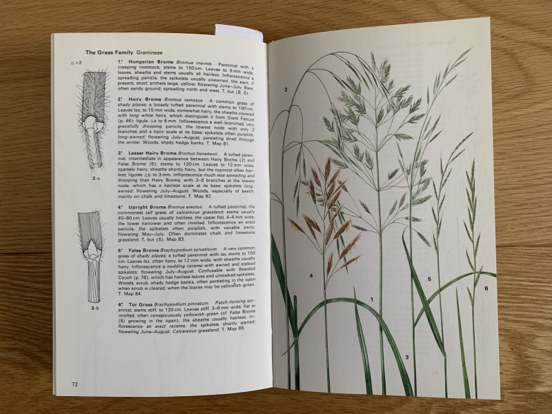 Any ideas what this grass is?