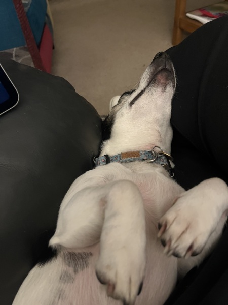 Thread 47 Sunak : The Ship of Fools sails on