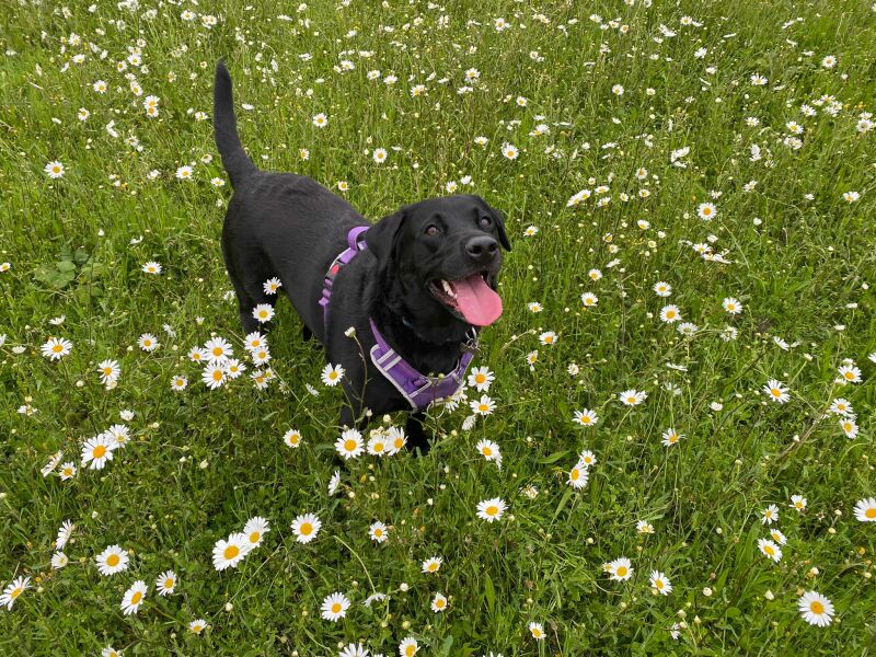 Share Your Dog Stories and Photos! 🐾 Chance to Win £100!
