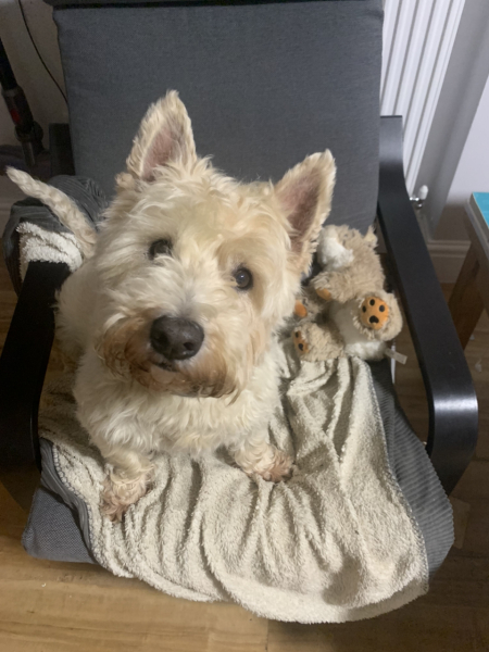 Shall we have a pet thread? Something nice for over the weekend 😁