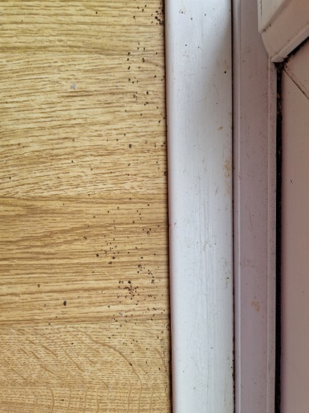 What are these black specks that keep appearing??