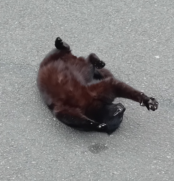 The One where TC moved to Scotland and joined the Excellent Cats